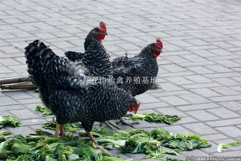 福建芦花鸡苗-漳州-龙岩-莆田州芦花鸡苗价格