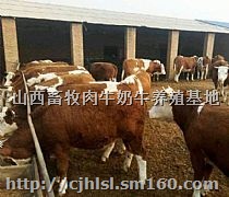 贵州肉牛养殖场，贵州肉牛养殖场