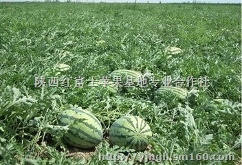 中油五油桃价格油桃产地油桃种植批发价格信息