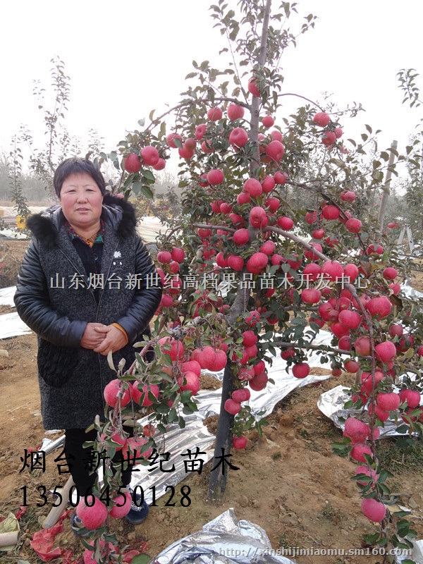 为您提供烟富0苹果接穗 嫁接烟富8枝条 全红条纹枝