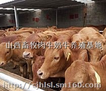 贵州肉牛养殖场