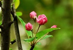 河北西府海棠小苗河北花灌木批发