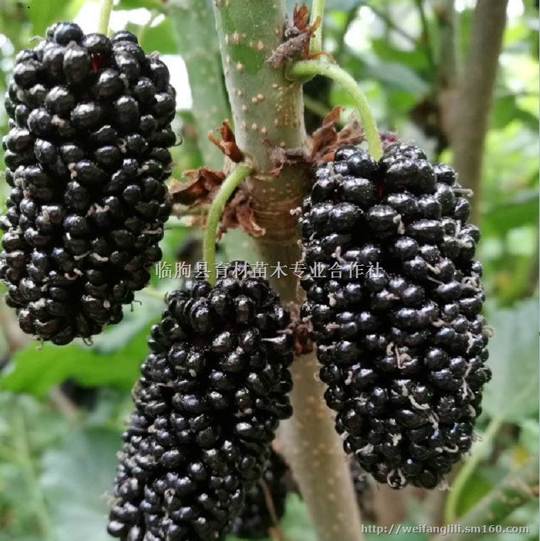 果桑的种植 果桑种植技术 台湾长果桑价格