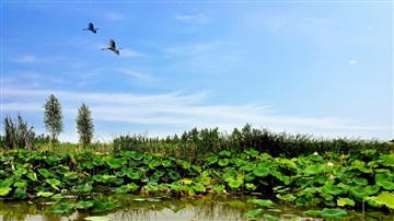 湖北蕲春到瞿家湾洪湖生态风景区自驾车休闲旅游