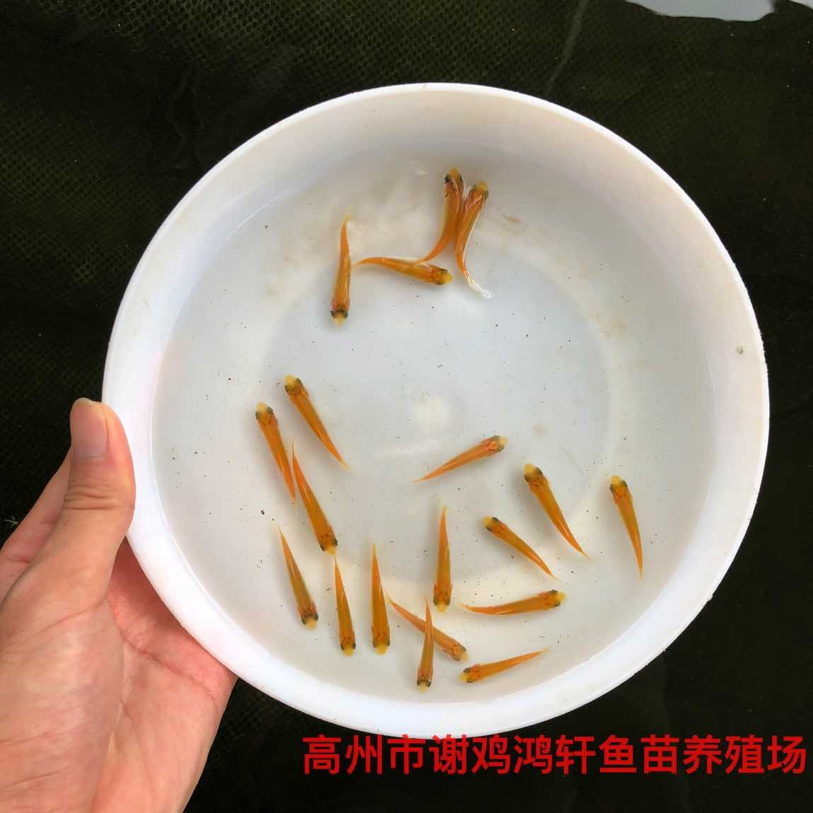 俄羅斯金絲草魚苗價格金草魚苗批發黃金鯇魚苗紅草魚苗