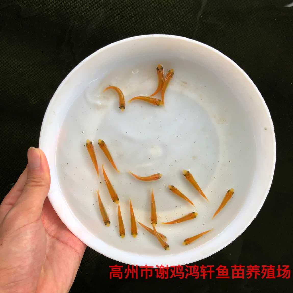 俄羅斯金絲草魚苗價格金草魚苗批發黃金鯇魚苗紅草魚苗