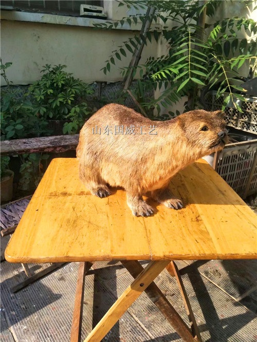 仿生真皮水獭机械仿真水獭动态模型