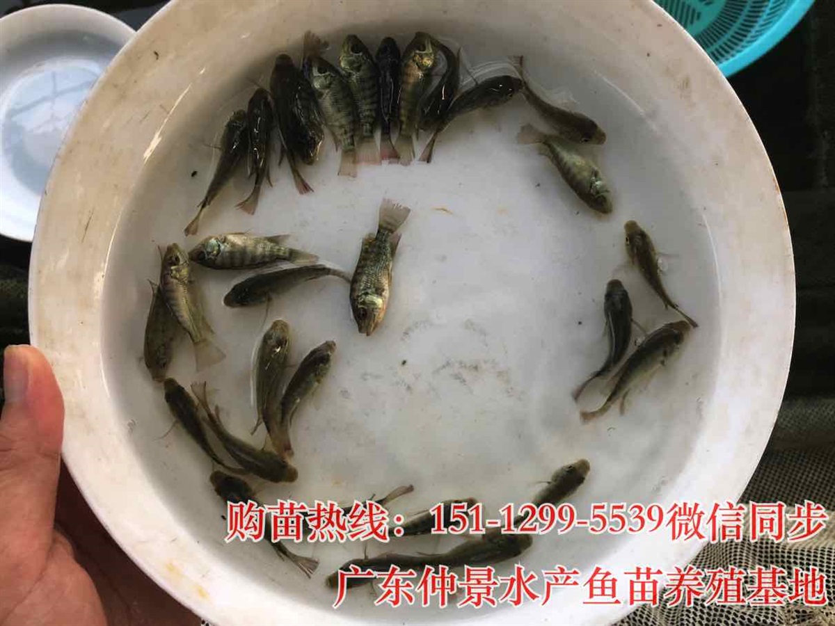 老虎斑魚苗出售淡水石斑魚苗批發價格珍珠花斑魚苗出售