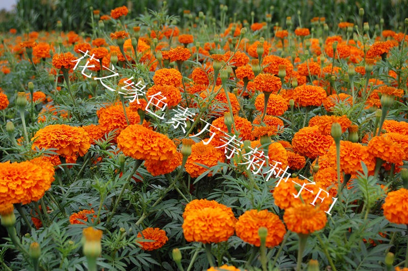 赤峰花之緣花卉萬壽菊種子 f1代雜交色素萬壽菊種子