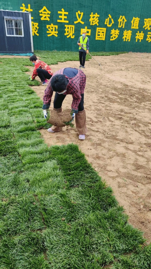 山西草坪山西草坪基地太原草坪冷季型混播