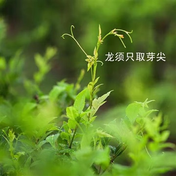 来凤藤茶不仅好喝，适用情形还如此多