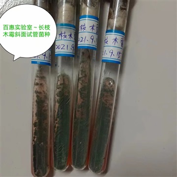 长枝木霉 微生物试管菌株 划线斜面 科研教学实验用