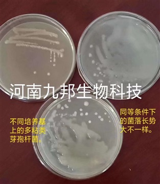 多粘 微生物试管菌株 划线斜面 科研教学实验用